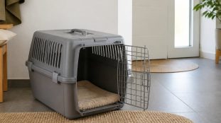 Caisse rigide ou sac de transport : comment choisir pour son chat ?